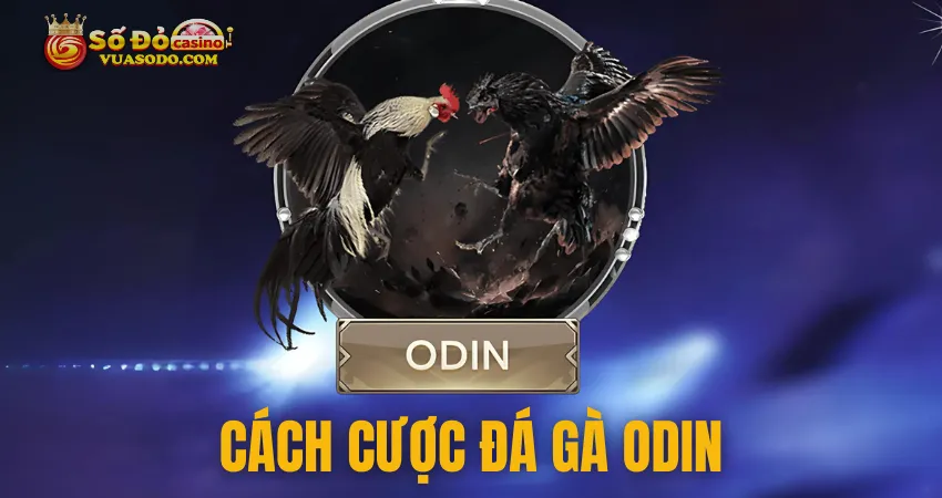 Cách đặt cược đá gà ODIN