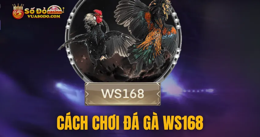 Cách tham gia đá gà WS168